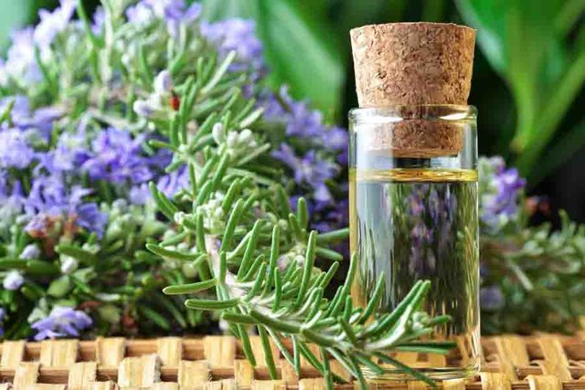 Image of Rosemary Essential Oil