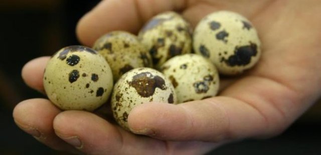 QUAIL EGGS 