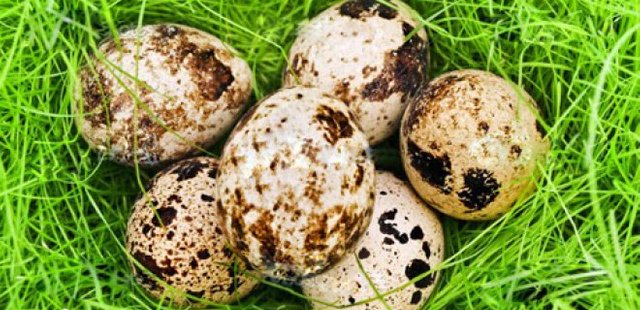 QUAIL EGGS 