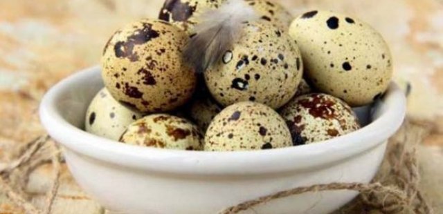 QUAIL EGGS 