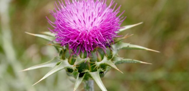 Thistle