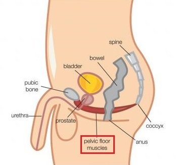 Pelvic Muscle In Men