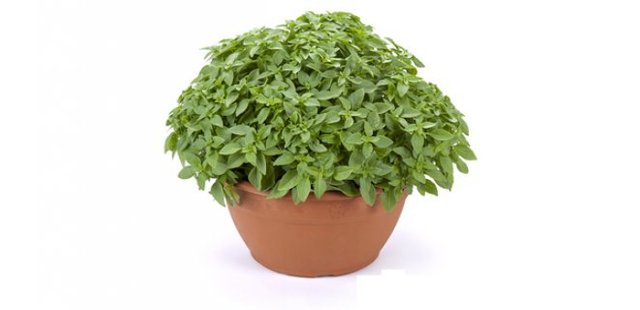 Basil