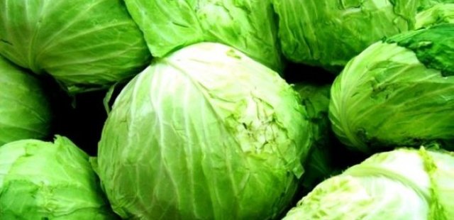 Cabbage