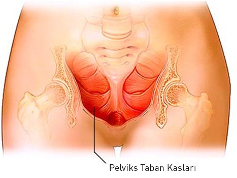 In Women Pelvic Muscle