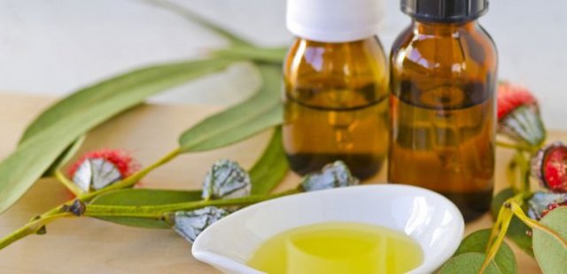 Eucalyptus Oil