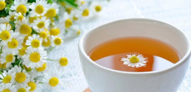 chamomile