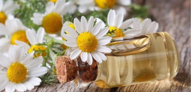 WHAT IS CHAMOMILE OIL ?