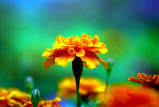 flower