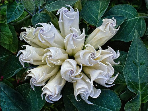 flower
