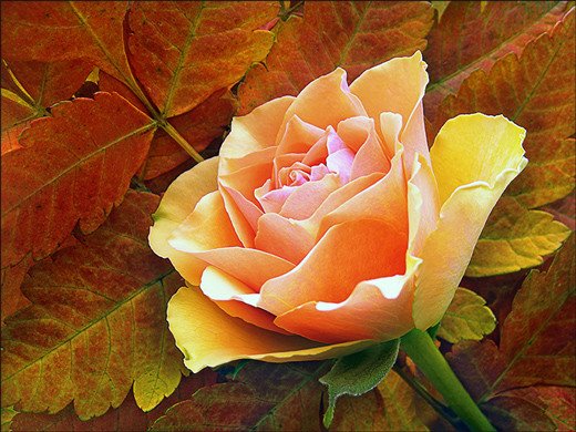 flower