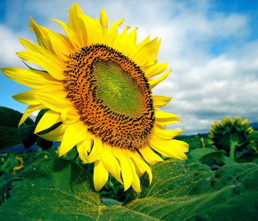 flower