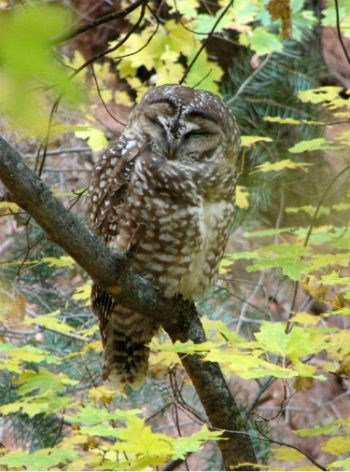 Image result for mexican spotted owl