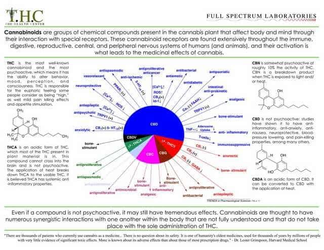 THC & CBD infographic