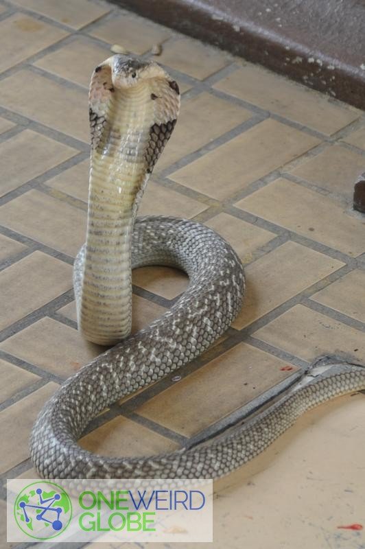 Destination: Bangkok's snake farm - watch them, pose with them, and don't get bit by them. ()