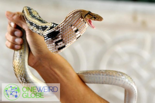 Destination: Bangkok's snake farm - watch them, pose with them, and don't get bit by them. ()