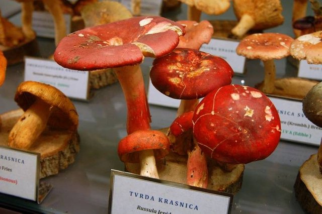 At this museum of mushrooms, what can kill you is just a few centimeters away ()