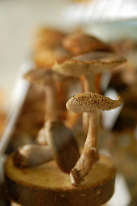 At this museum of mushrooms, what can kill you is just a few centimeters away ()