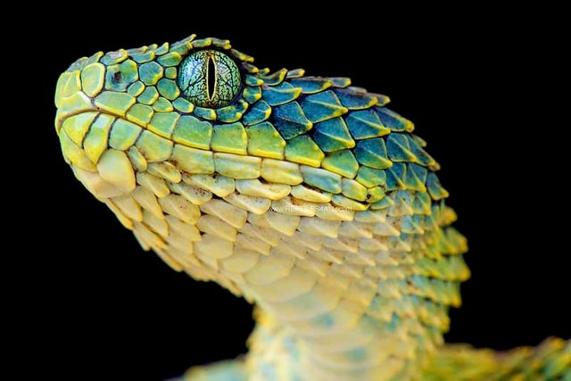 Atheris hispida — Steemit