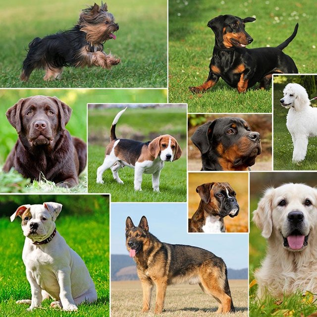 The Most Popular Dog Breeds in the U.S. | Outside Online
