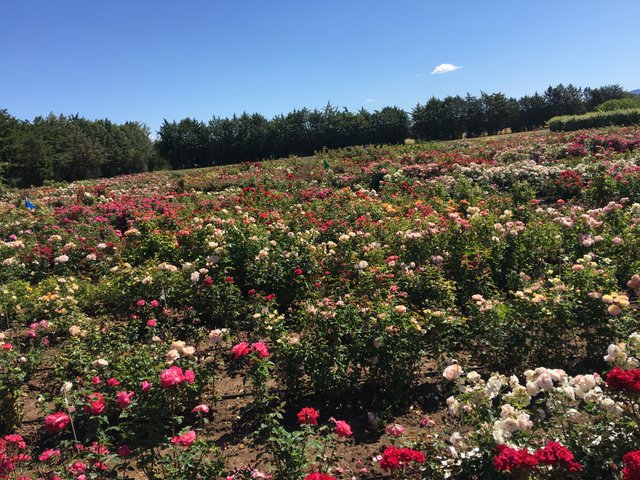 Fields of scented roses at Meilland