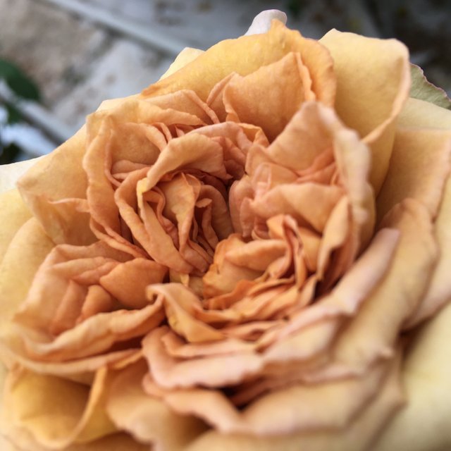 What name for this rose?