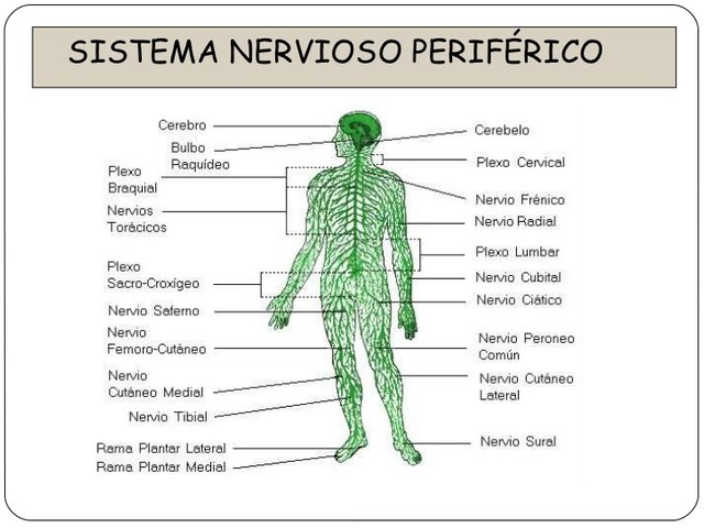 ▷El Sistema Nervioso Central ¿Qué es? ¿Cómo funciona?