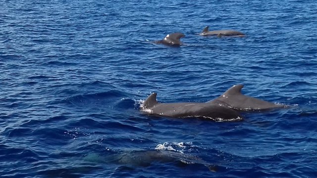 Whales – more info was given on the types during the trip