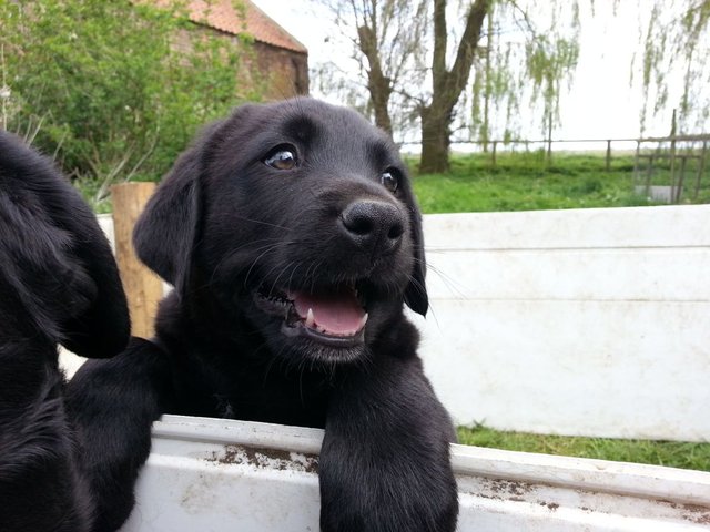 Labernese