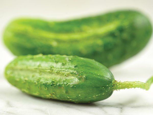 Chicago Pickling Cucumber