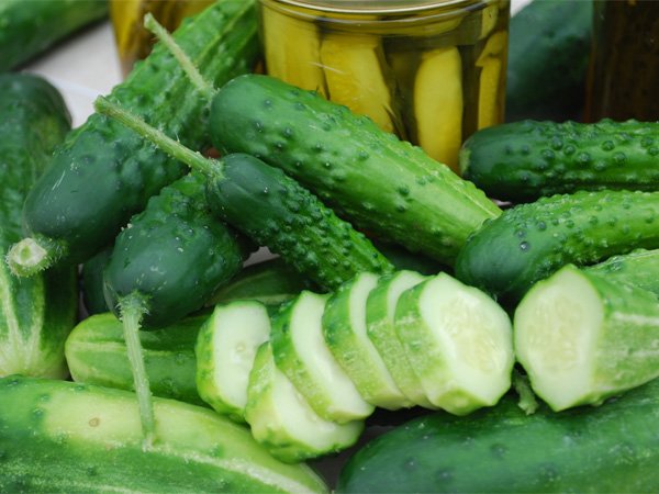 Early Fortune Cucumber