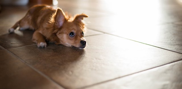 Pet-friendly flooring