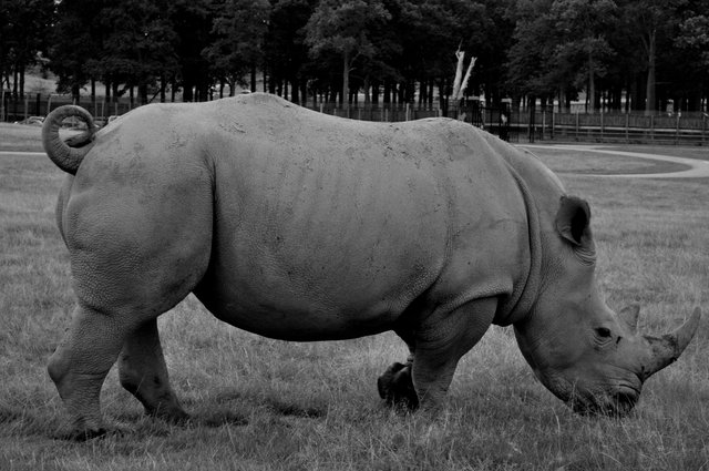 Zoos can protect a rhino from poachers, but in exchange for protection the rhino loses its habitat.