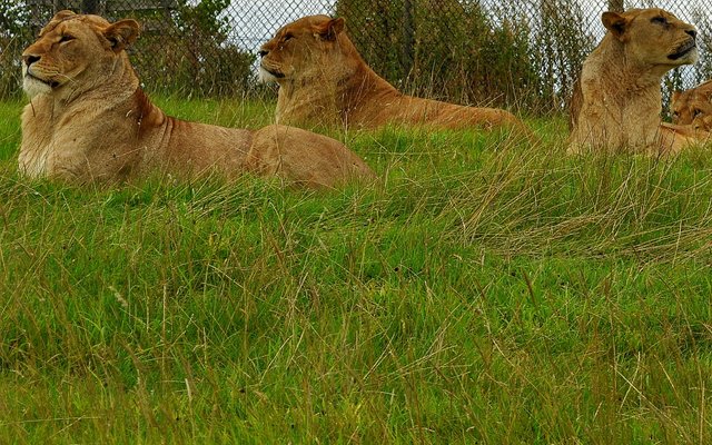 Predatory animals, such as lions, will not get the chance to hunt, making them more aggressive if they are not properly taken care of.