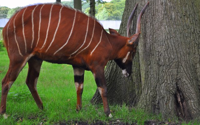 Repetitive abnormal, seemingly mindless behaviors are frequently exhibited by animals kept in captivity.