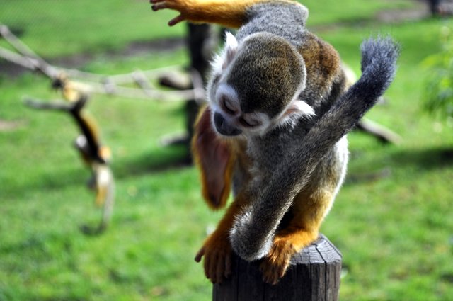 Modern zoos are aware of the conditions needed to mirror the natural habitat and maintain proper health and behavior of the animals.