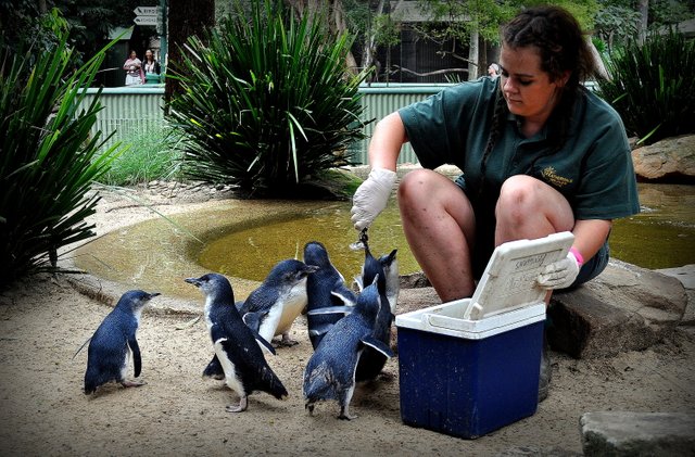 Zoo animals in most cases receive proper nutrition and medical care and are supervised by well trained and caring zookeepers.