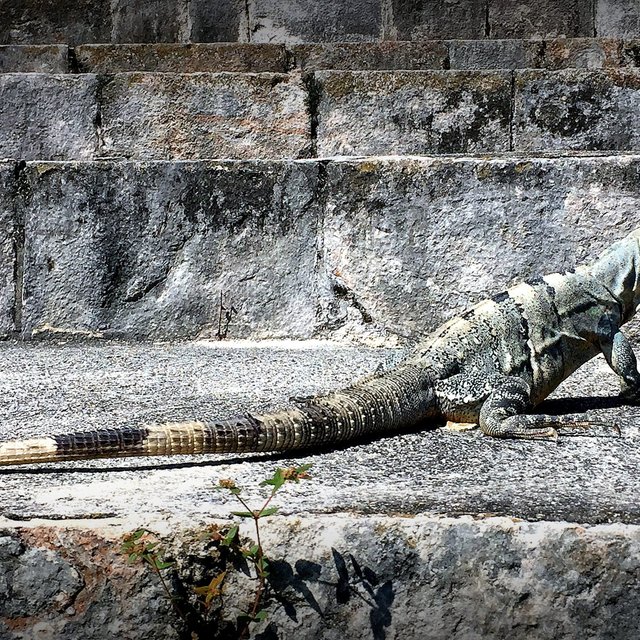 You will likely have the place almost all to yourself, save for countless iguanas.