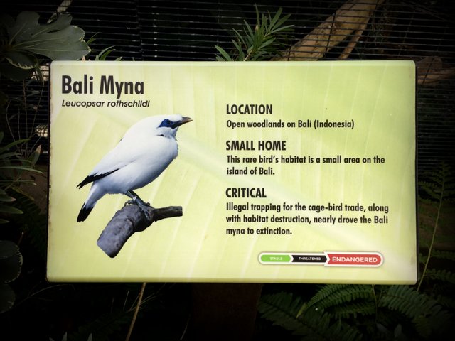 Zoos do make an effort to educate. Overdevelopment and overtourism in Bali? Subject for another post…