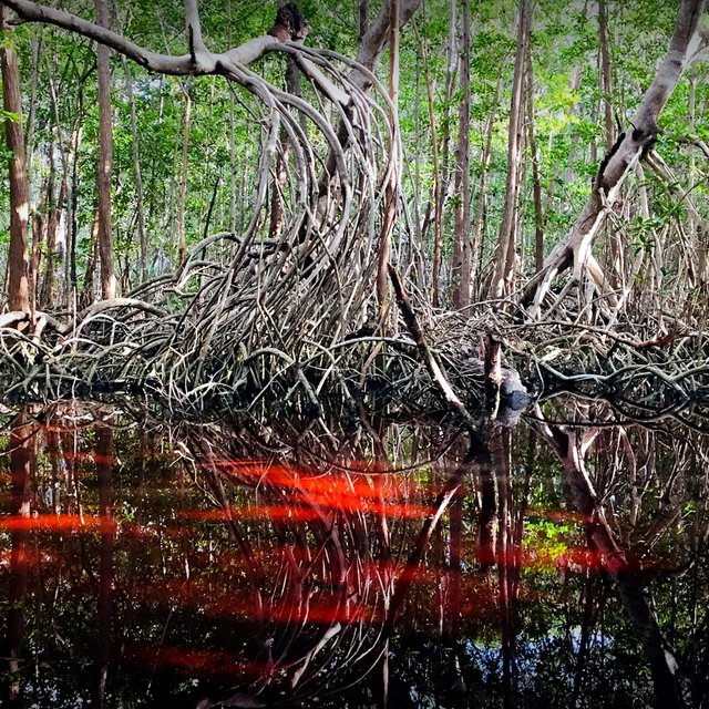 Take a boat ride through the mangroves for an unforgettable wildlife spotting experience.