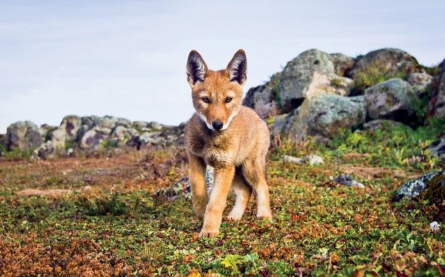 African Jackal Wolf 非洲狐狼狼 Steemit African Jackal Wolf 非洲狐狼狼 Steemit
