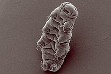 Waterbear3b8de.jpg