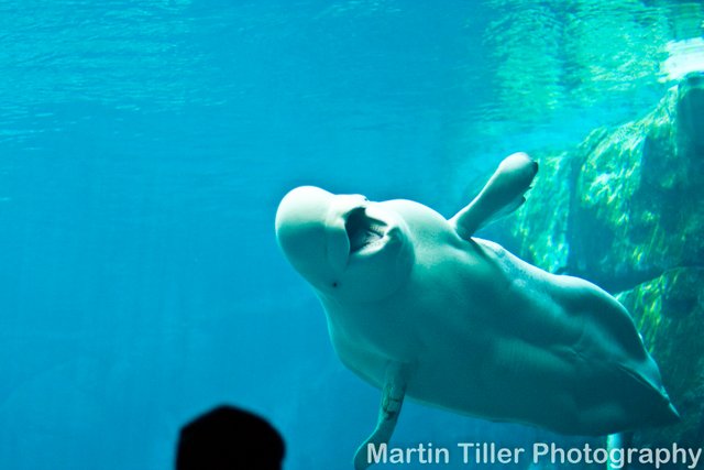 The Beauty Of Beluga Whales The Georgia Aquarium Steemit