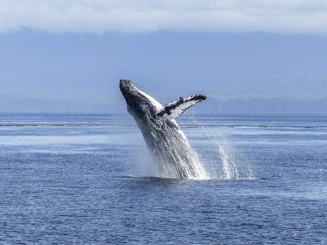 humpback-whale-436120_1280129fd.jpg