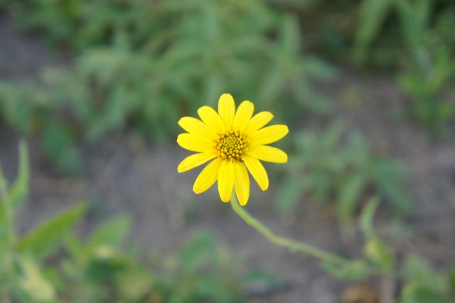 a wildflower