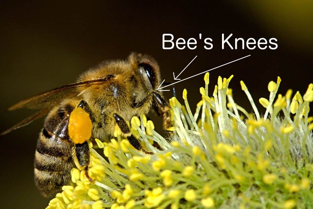 bees-kneesfee5b.jpg