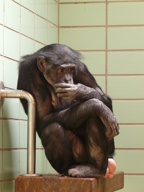 chimpanzee-77077_640e3153.png