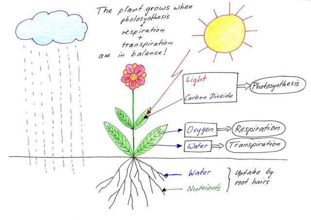 how-do-plants-grow80a4c.jpg