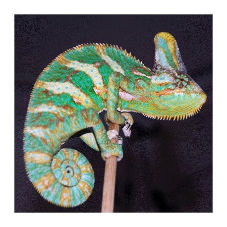 YemenChameleon