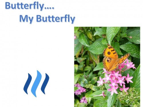 Butterfly TN
